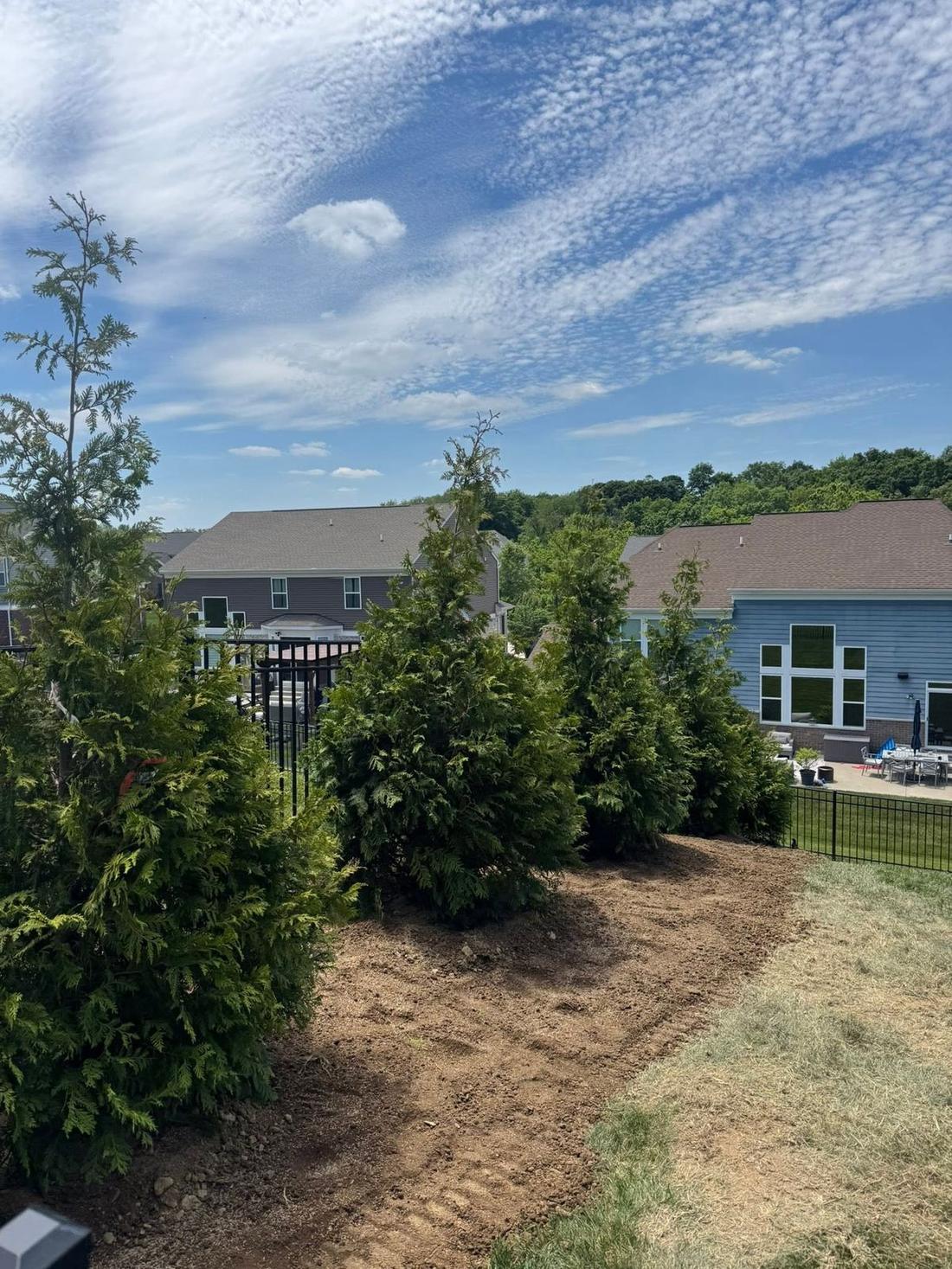 Evergreen screen planted along the line