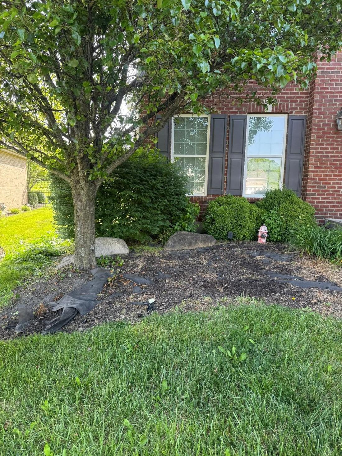Shrub bed under mature tree