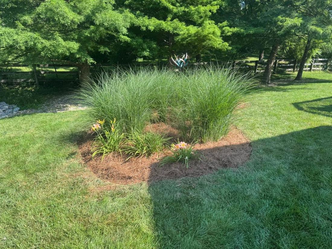 Island bed with ornamental grasses