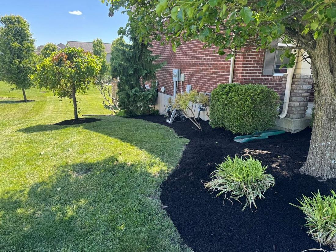 Mulched bed under a shade tree