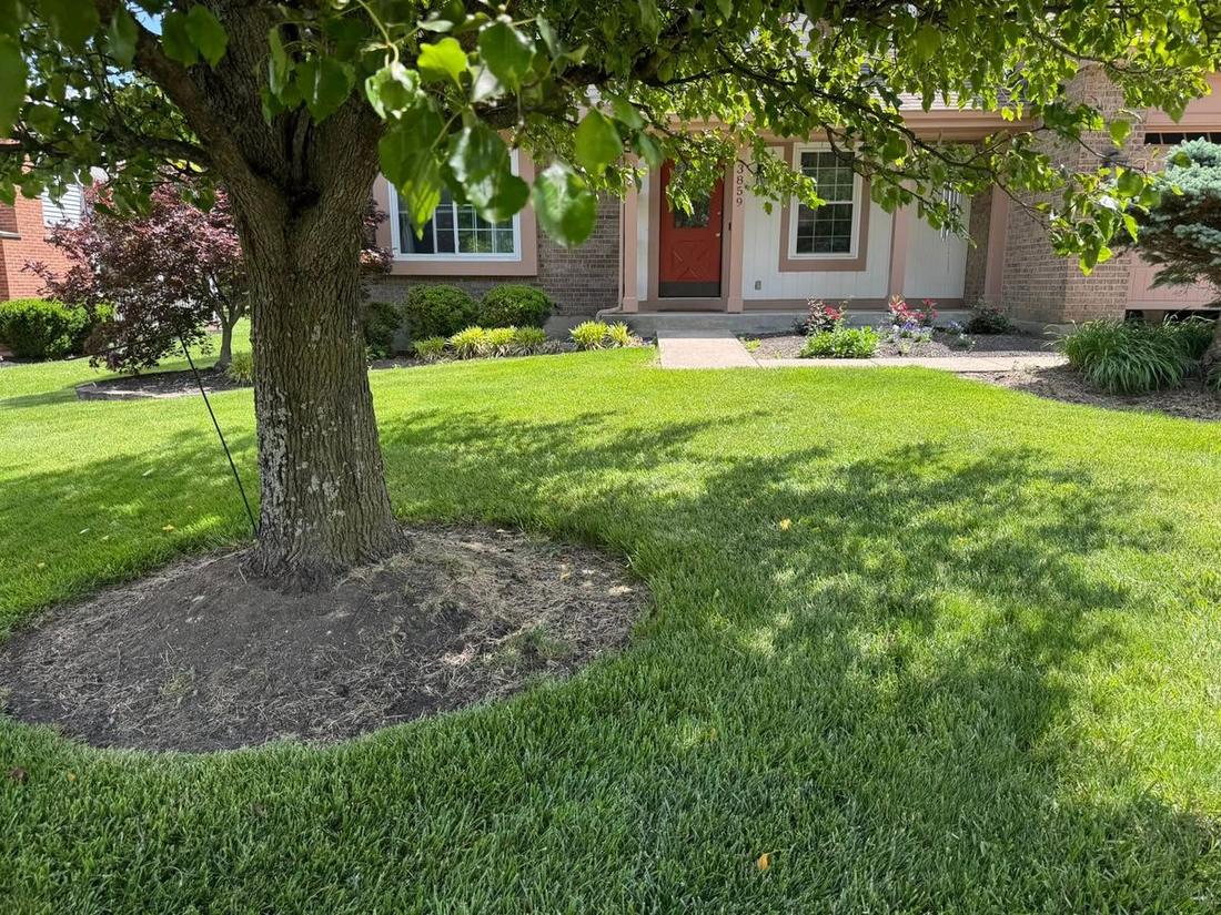 Mulched tree ring and lawn